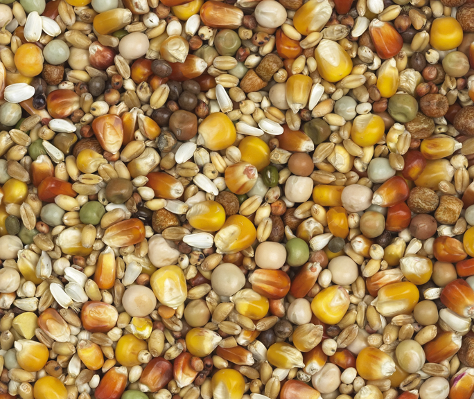 Van Robaeys - Vlucht Rode/Gele Cribbs nr. 3, 25 KG